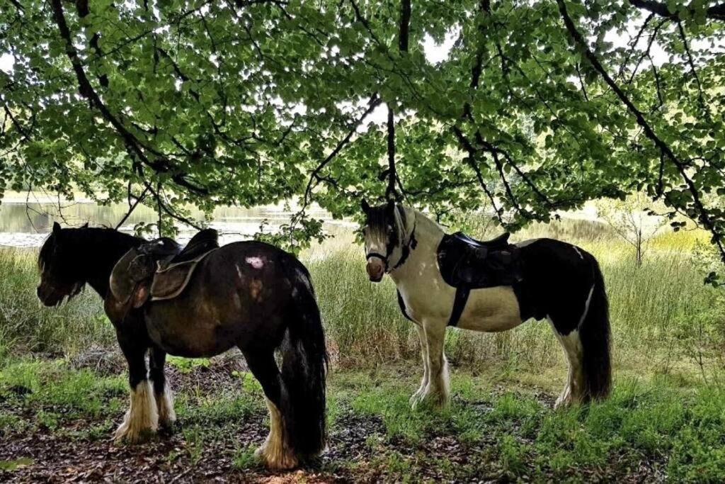 Les Vergers D'Epona "Fremifontaine Vosges" Экстерьер фото