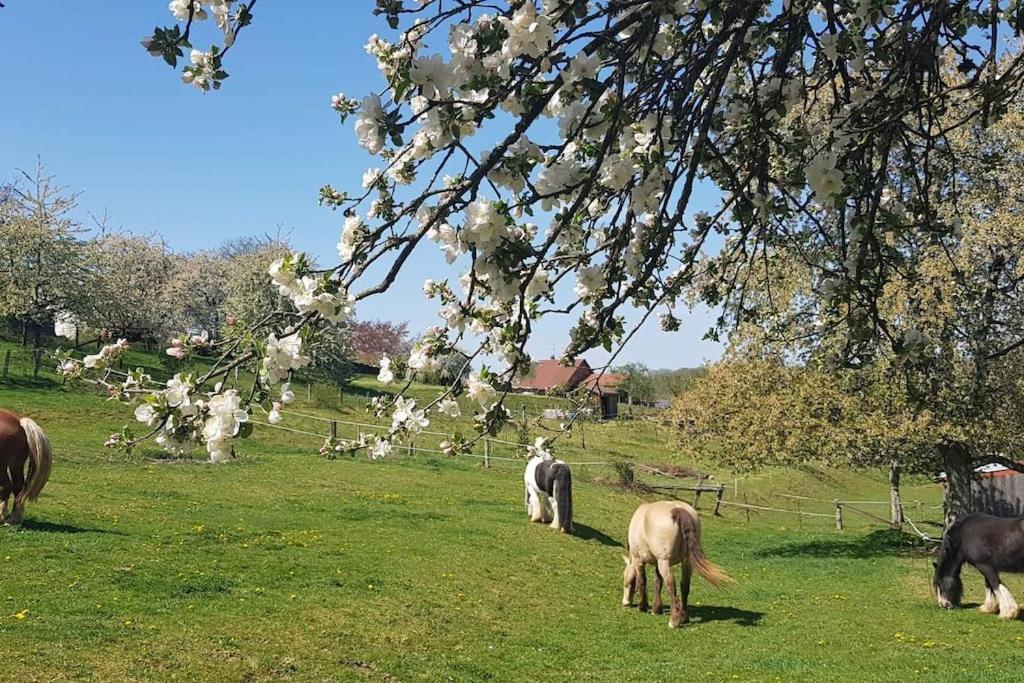 Les Vergers D'Epona "Fremifontaine Vosges" Экстерьер фото